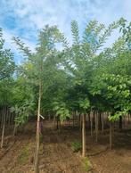 Sapins Sophora japonica | arbre à miel, Enlèvement ou Envoi, Été