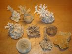 kleine koralen, Verzamelen, Mineralen en Fossielen, Ophalen of Verzenden, Overige typen