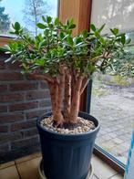 Vetplant bonsai, Tuin en Terras, Ophalen