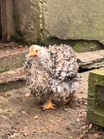 Poussin Pékin, Animaux & Accessoires, Novembre, Sexe inconnu