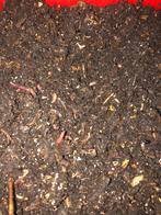 tijgerwormen compostwormen, Compost, Enlèvement ou Envoi