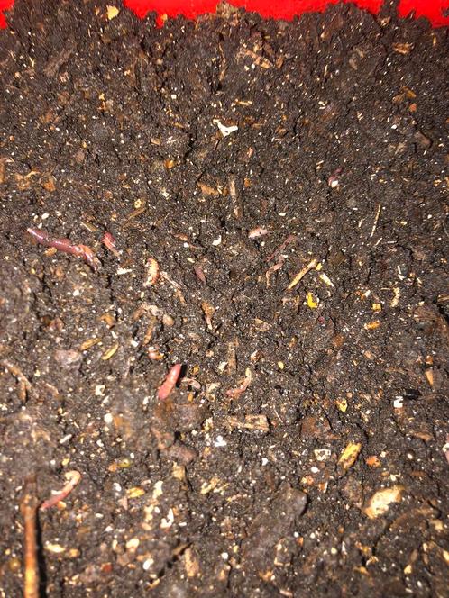 tijgerwormen compostwormen, Jardin & Terrasse, Terre & Fumier, Compost, Enlèvement ou Envoi