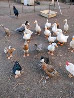 Eenden, Dieren en Toebehoren, Pluimvee