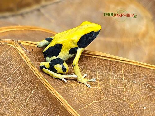 Dendrobates tinctorius Atachi bakka, Animaux & Accessoires, Reptiles & Amphibiens, Amphibien, 0 à 2 ans