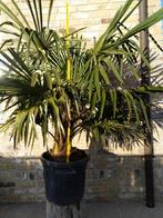 Palmboom, Jardin & Terrasse, Plantes | Arbres, Plein soleil, Enlèvement, Palmier, 100 à 250 cm
