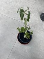 Vlinderstruik, Tuin en Terras, Planten | Tuinplanten, Ophalen