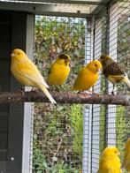 Kanarie mannen, Dieren en Toebehoren, Meerdere dieren, Kleurkanarie
