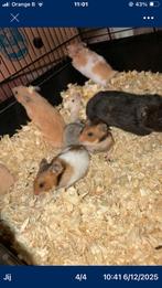 Jonge goudhamsters, Dieren en Toebehoren, Ophalen