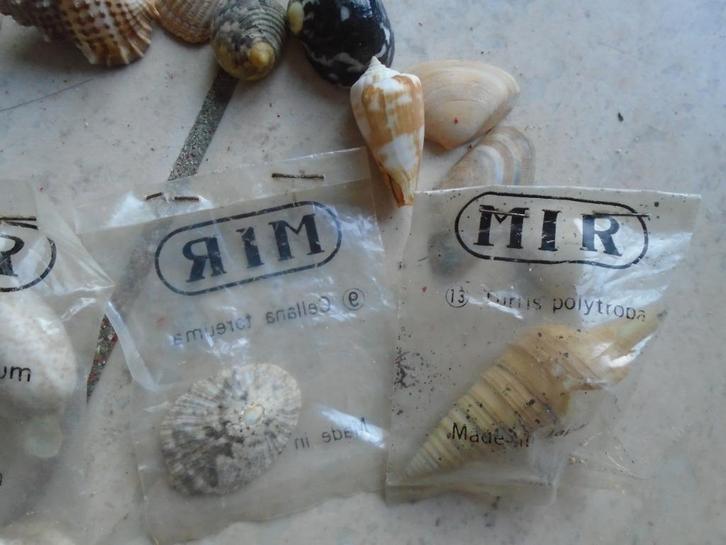 SCHELPENCOLLECTIE „MIR"+OVERIG/GRATIS: MACRAMÉ, Antiek en Kunst, Antiek | Overige Antiek, Ophalen of Verzenden