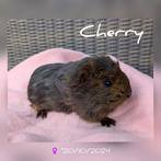 Schattig fluffy klein zeugje, Cherry - adoptie, Dieren en Toebehoren, Vrouwelijk, Cavia, Tam