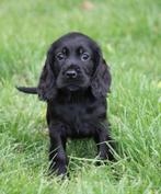 Engelse Cocker pups Zwart, Dieren en Toebehoren, Honden | Retrievers, Spaniëls en Waterhonden, België, CDV (hondenziekte), 8 tot 15 weken