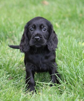 Engelse Cocker pups Zwart beschikbaar voor biedingen
