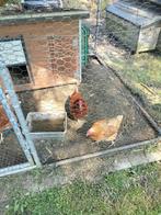 Legkippen, Dieren en Toebehoren