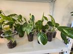 Monstera Lechleriena variegata, Ophalen of Verzenden