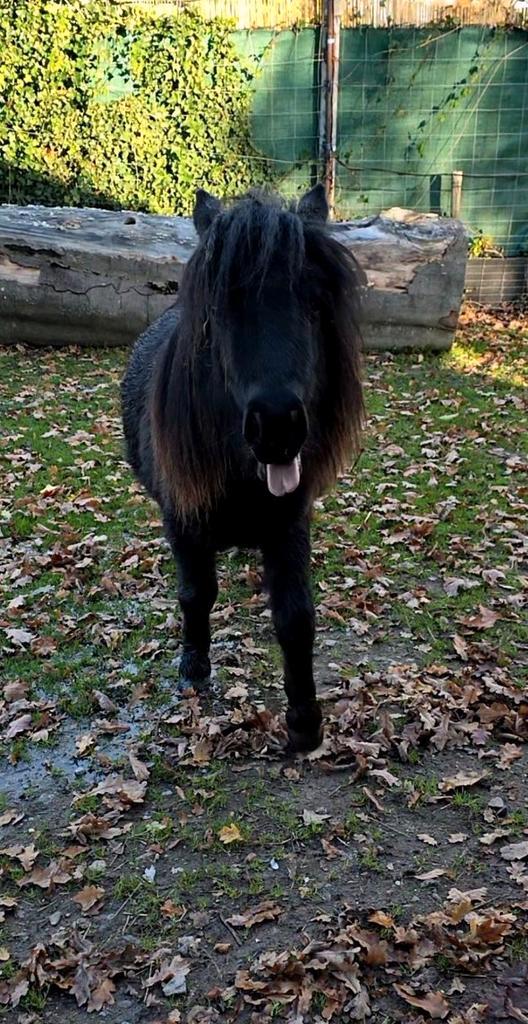 Shetlander hengst, Dieren en Toebehoren, Pony's, Hengst, A pony (tot 1.17m), 0 tot 2 jaar, Gechipt, Ontwormd, Ingeënt