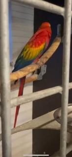 Geel vleugel ara, Dieren en Toebehoren