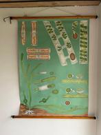 schoolkaart zoetwaterpoliep, Antiek en Kunst, Natuur en Biologie, Ophalen of Verzenden