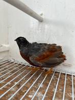 Chinese dwergkwartel haan te koop, Dieren en Toebehoren, Mannelijk, Tropenvogel