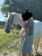 Super lieve Tinker merrie met hartje van goud!, Dieren en Toebehoren, Merrie, Minder dan 160 cm, Zadelmak, 11 jaar of ouder