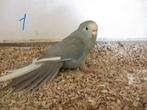 kakariki, Meerdere dieren, Parkiet