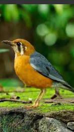 Damalijster man, Dieren en Toebehoren, Vogels | Overige Vogels, Mannelijk, Geringd