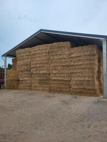 Tarwe stro  beschikbaar voor biedingen