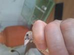 mâle  chardonnerets 2025, Handtassen en Accessoires, Ringen, Ophalen of Verzenden, Zo goed als nieuw