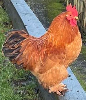 Broedeieren cochin kriel, Dieren en Toebehoren, Pluimvee, Kip, Meerdere dieren