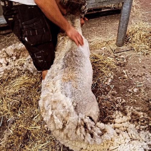 Schapen scheercursus voor particulieren, Dieren en Toebehoren, Schapen, Geiten en Varkens