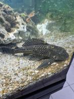 Juwel aquarium, Dieren en Toebehoren, Ophalen, Gebruikt, Gevuld zoetwateraquarium