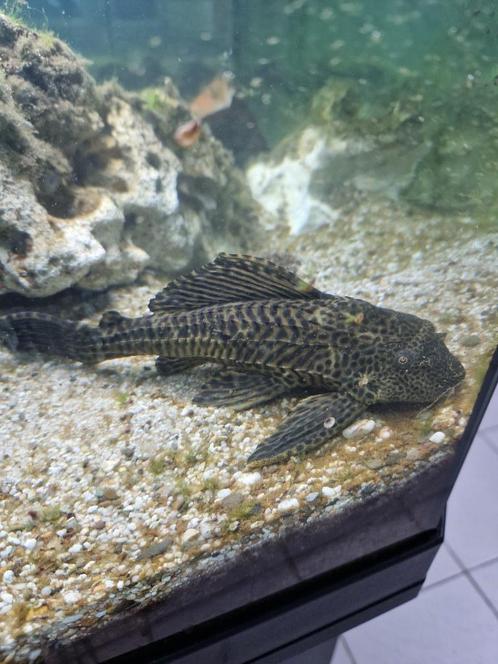 Juwel aquarium, Dieren en Toebehoren, Vissen | Aquaria en Toebehoren, Gebruikt, Gevuld zoetwateraquarium, Ophalen