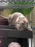 Femme rat / female rat, Animaux & Accessoires, Rongeurs, Femelle, Rat
