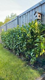 Laurier haag, Tuin en Terras, Planten | Struiken en Hagen, Ophalen, Laurier, Haag