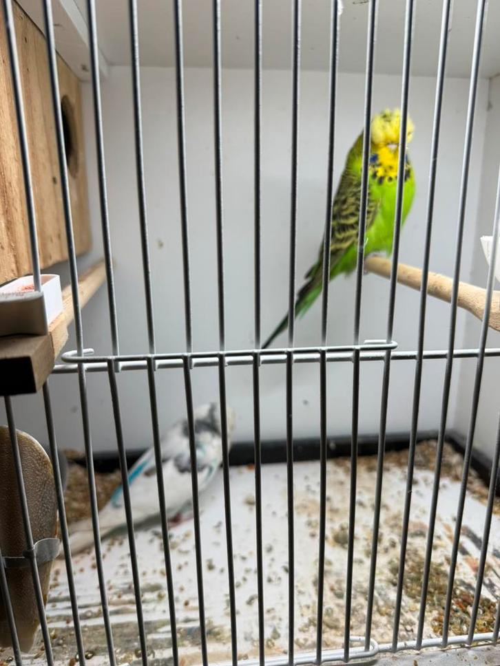 Engelse grasparkieten, Dieren en Toebehoren, Vogels | Parkieten en Papegaaien, Parkiet, Meerdere dieren, Geringd