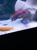 Cichlidès Malawi labidochromis hongi red top, Animaux & Accessoires, Poisson