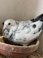 Jonge reisduiven, Dieren en Toebehoren