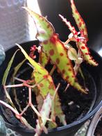 Begonia amphoioxus sands, Huis en Inrichting, Ophalen