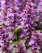 Ajuga reptans ‘Midnight Mystery’, Ophalen, Vaste plant, Bodembedekkers