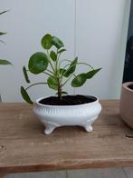 Pannenkoekenplant in pot, Huis en Inrichting, Kamerplanten, Ophalen