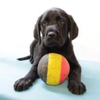 Labrador Retriever (Blond & Zwart) Belgische pups te koop, Dieren en Toebehoren, België, Handelaar, CDV (hondenziekte), 8 tot 15 weken