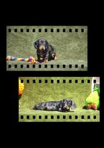 Prachtige Teckel pups, Dieren en Toebehoren, België, CDV (hondenziekte), 8 tot 15 weken, Korthaar