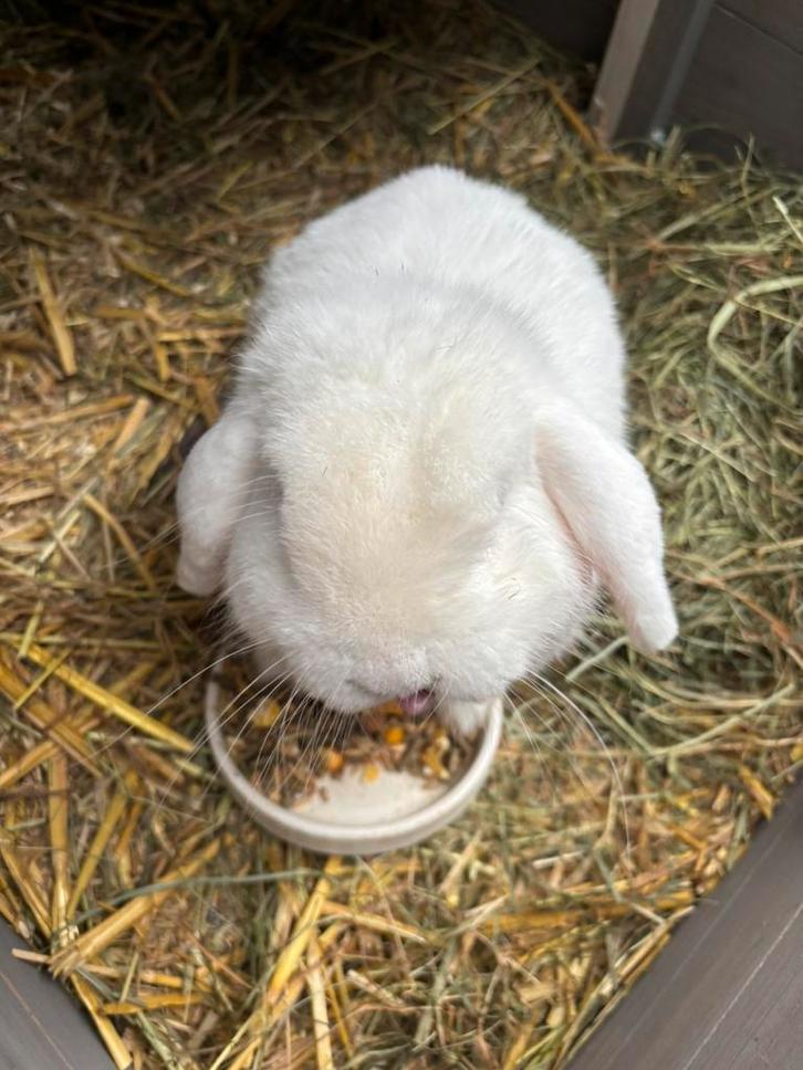Tamme minilop, Dieren en Toebehoren, Konijnen