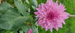Dahlia knollen, Tuin en Terras, Verzenden, Voorjaar, Halfschaduw, Knol