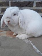 Minilop ram, Mannelijk, Dwerg, Hangoor, 0 tot 2 jaar