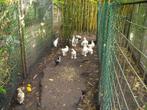 jonge brahma's lemon pyle en wit, Geslacht onbekend, Kip
