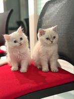 Mooie kittens Britse korthaar/langhaar, Kater, Gechipt