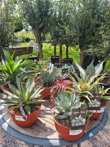 Agave mix