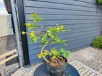 startplant bonsai eik, Tuin en Terras, Ophalen