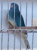 Splendid parkiet, Dieren en Toebehoren, Meerdere dieren, Parkiet, Geringd
