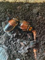 Lucihormetica verrucosa volledige kweek, Animaux & Accessoires, Insectes & Araignées